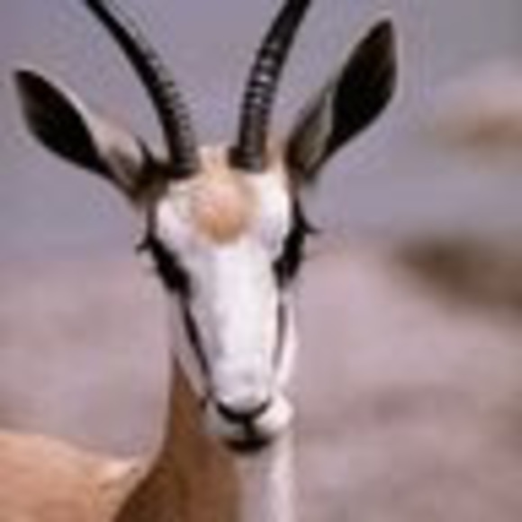 Meet your Posher, Laleah - Picture 1 of 1